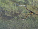 Image of a wooden branch protruding from water, Caburga lake.